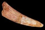 Bargain, Pterosaur (Siroccopteryx) Tooth - Morocco #98663-1
